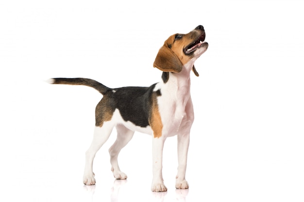 Beagle dog on white