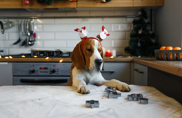 A Beagle dog with Christmas decorations on its head stands on its hind legs in the kitchen waiting for a treat. Christmas for Pets