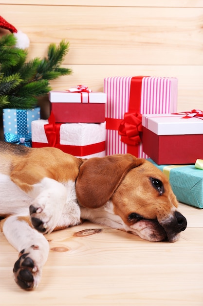 Beagle dog with Christmas gifts on wooden surface