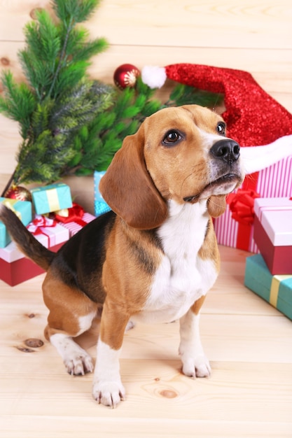 Beagle dog with Christmas gifts