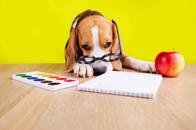 A beagle dog with round glasses is sitting at a desk with with a notebook