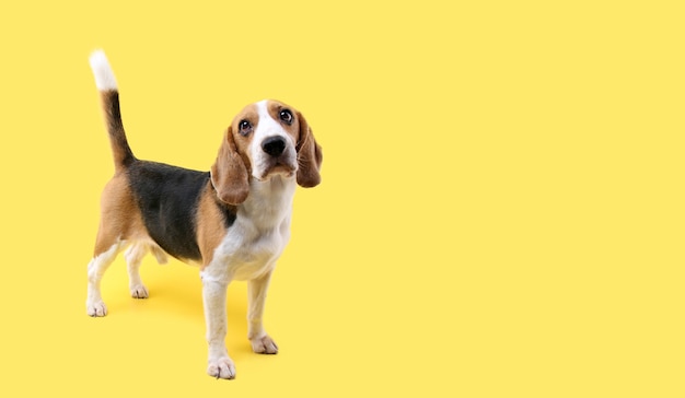 beagle dog on yellow in studio.
