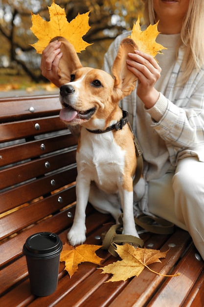 Beagle Dog zittend op de herfstbladeren.