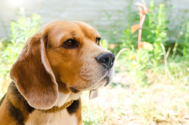 Beagle dog