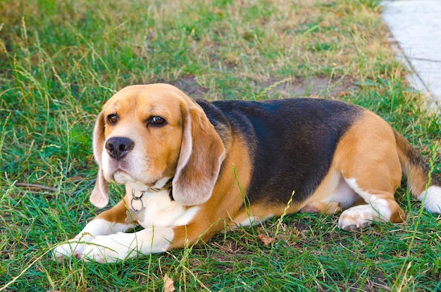 Beagle dog