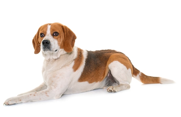 Beagle dog