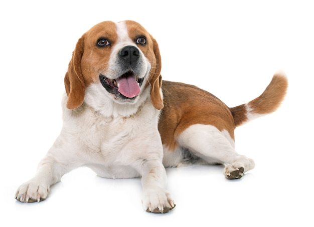 Beagle dog