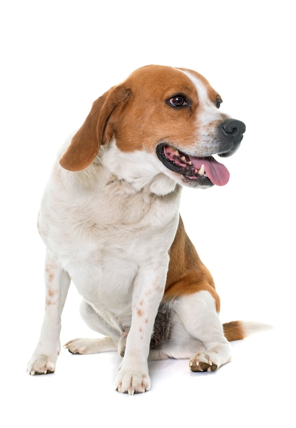 Beagle dog