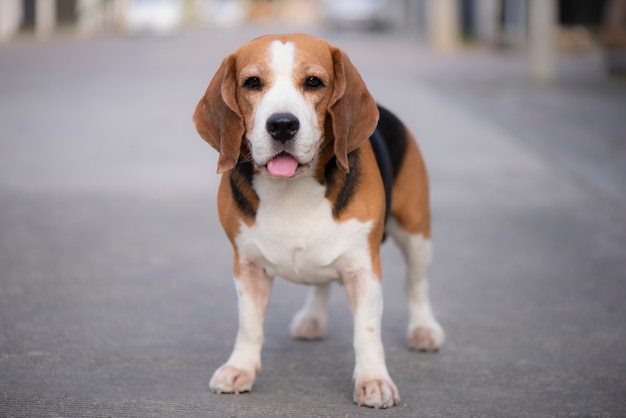 Beagle dogs are standing, looking at friendly eyes