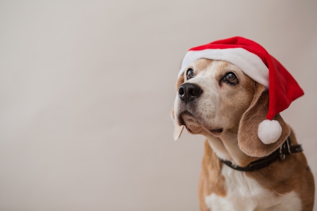 Beagle dogs head looking up portrait on light gray wall. Closeup.