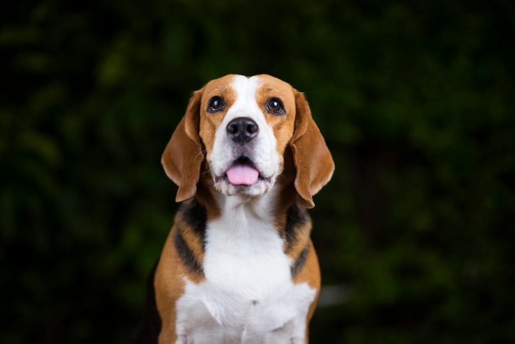 Photo beagle dogs look at the camera with suspicion 