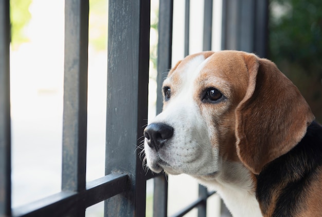 Foto i cani beagle sembrano interessanti fuori dal recinto