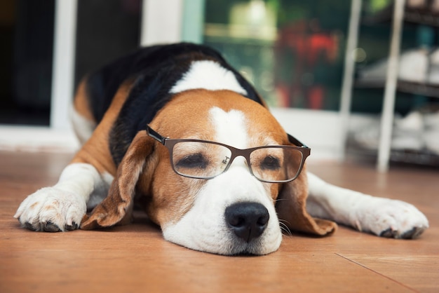 Photo beagle dogs wearing glasses lying on the wooden floor