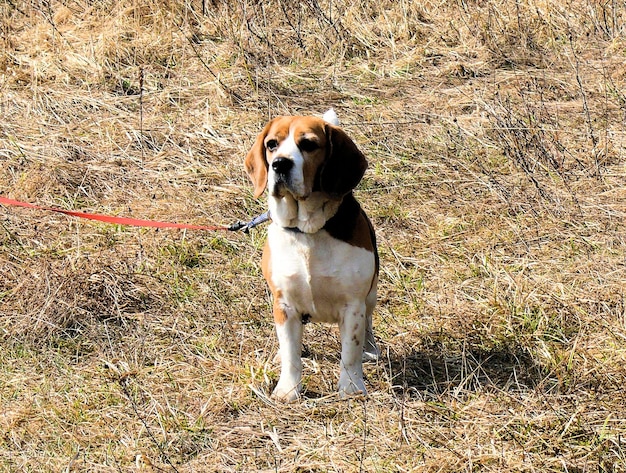 Beagle domestic dog uses furniture for games and rest