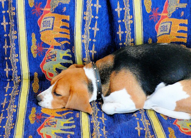 Beagle domestic dog uses furniture for games and rest