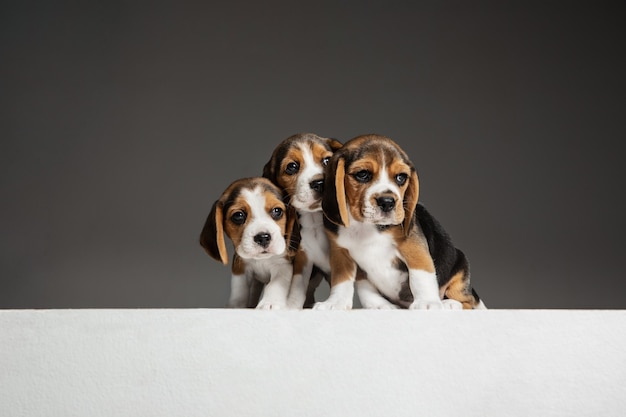 Beagle driekleurige puppy's poseren. Leuke wit-bruin-zwarte hondjes of huisdieren die op grijze muur spelen. Zie er verzorgd en speels uit. Concept van beweging, beweging, actie. Negatieve ruimte.