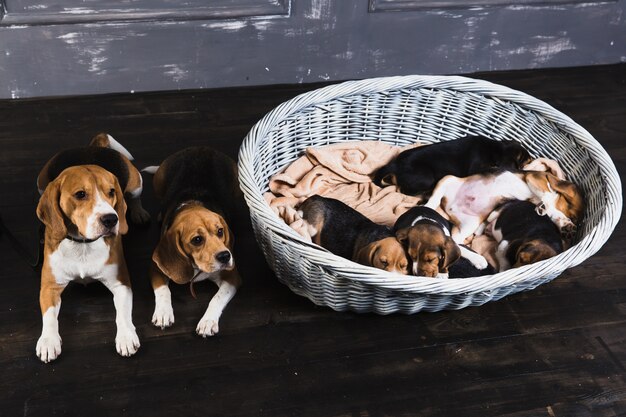 Beagle family sitting in the studio