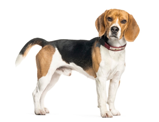 Photo beagle in front of white background