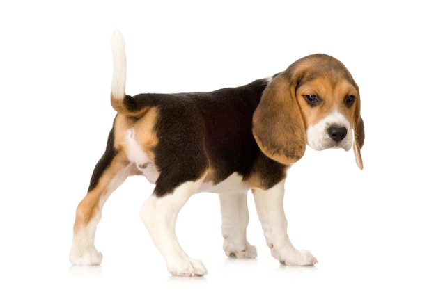 Beagle geïsoleerd op wit