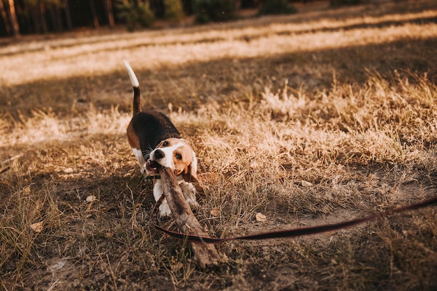 beagle in the grass