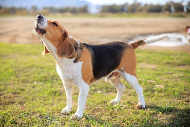 Beagle hond blaft