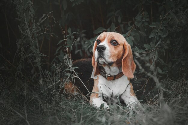 Beagle hond buiten