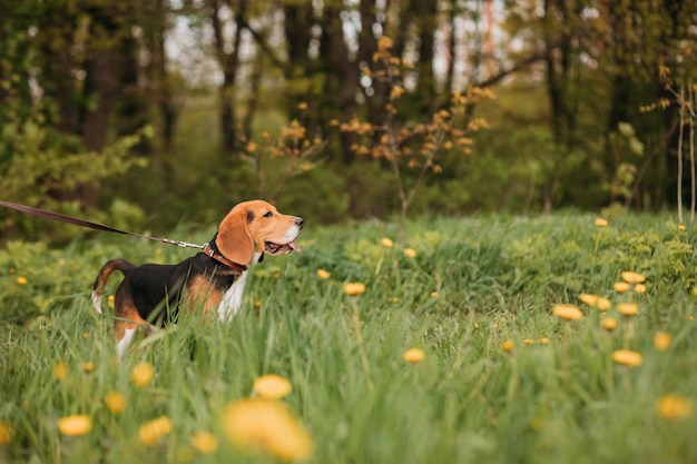 Foto beagle hond die in de zomer buiten loopt