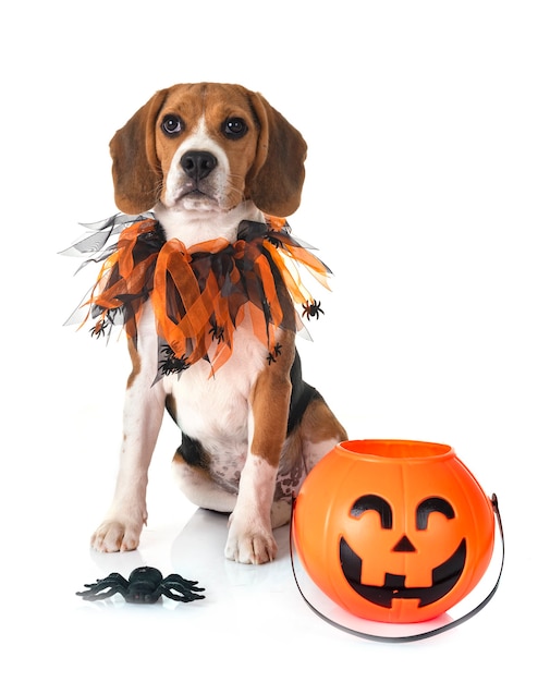 Beagle hond en halloween voor witte achtergrond