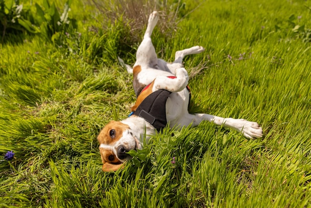 Beagle hond heeft plezier