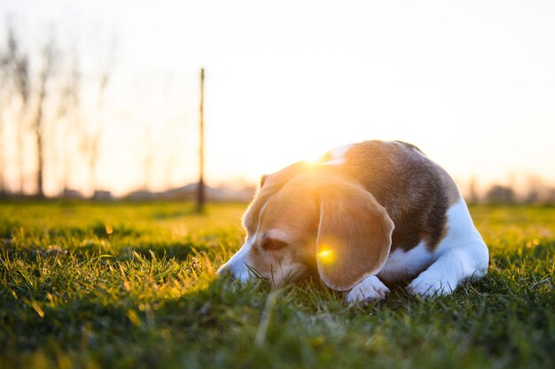 Beagle hond in een grasveld bij zonsondergang