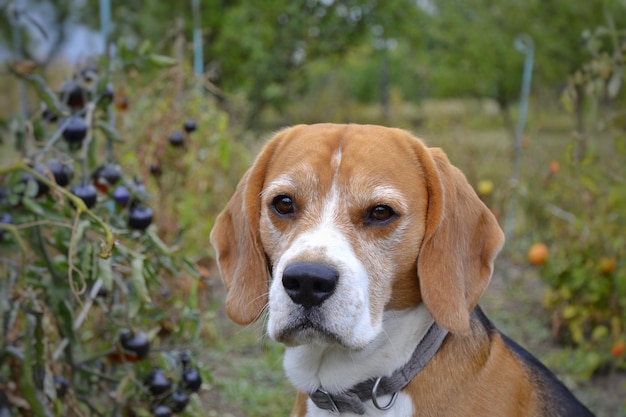 beagle hond in tomaten