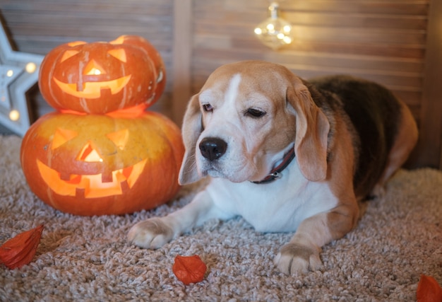 Beagle hond ligt naast pompoenen voor halloween