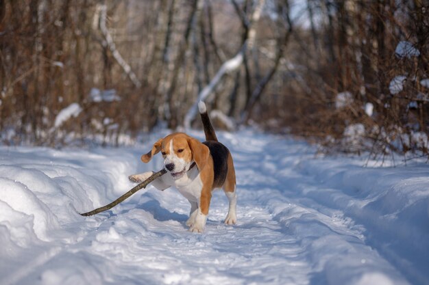 Beagle hond loopt en speelt in het winterbos op een zonnige ijzige dag