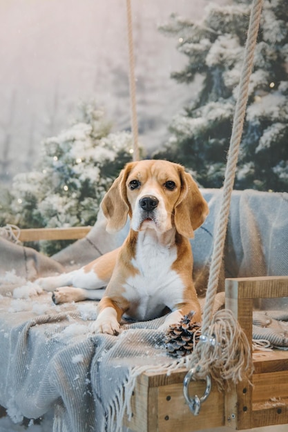 Beagle hond op de achtergrond van een prachtig winterlandschap met lichten en kerstbomen vakantie
