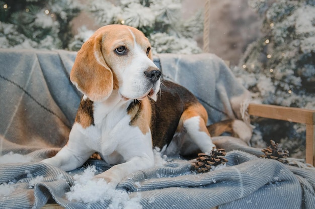 Beagle hond op de achtergrond van een prachtig winterlandschap met lichten en kerstbomen vakantie