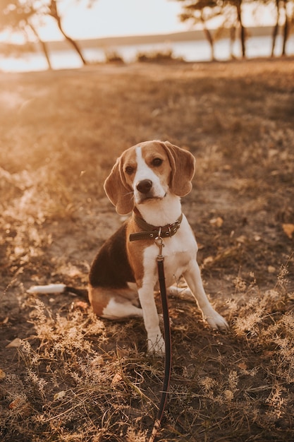 beagle hond op de grond