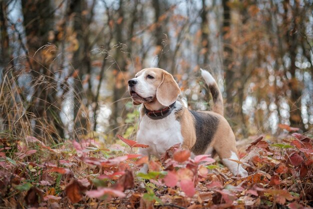 Beagle hond op een wandeling in het najaar Park