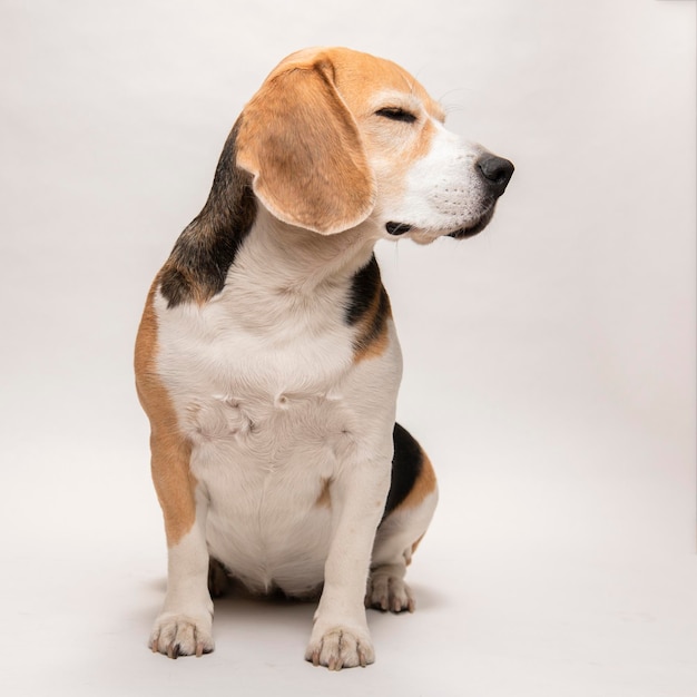 Foto beagle hond op witte achtergrond.