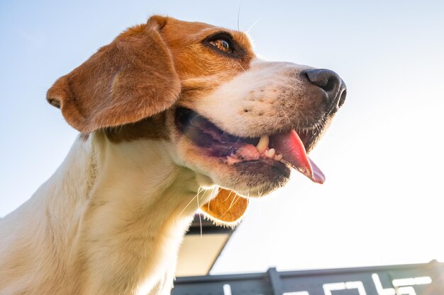 Beagle hond portret tegen de lucht met tong uit