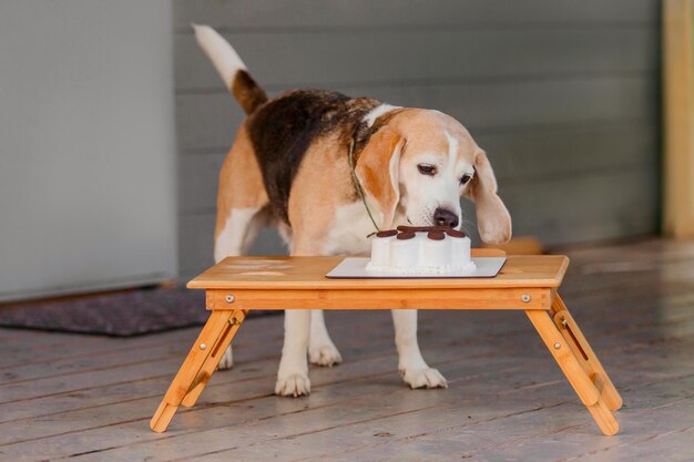 Beagle hond ras eten heerlijke taart hondengoed hond bakkerij