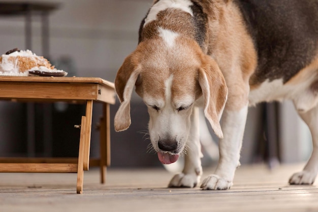 Beagle hond ras eten heerlijke taart hondengoed hond bakkerij