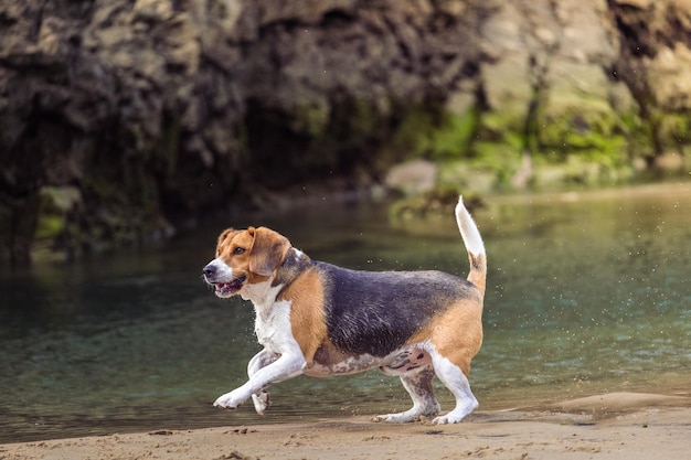 Foto beagle hond speelt en loopt op het strand