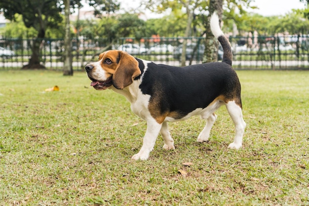 Beagle hond spelen en plezier hebben in het park. Selectieve aandacht.