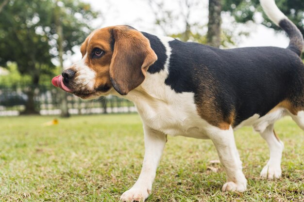 Beagle hond spelen en plezier hebben in het park. Selectieve aandacht.