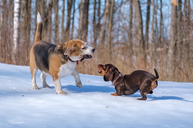 Beagle hond spelen met een teckel pup tijdens het wandelen in een besneeuwd park