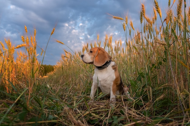 Beagle hond tussen de oren van rogge op een zomeravond bij zonsondergang