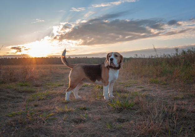 Beagle hond vroeg in de ochtend bij dageraad tijdens het wandelen