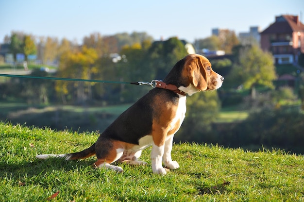 Beagle hond zit hoog op een heuvel en droomt