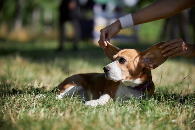 Beagle hond zit in het gras. Jonge schattige witbruine beagle hond in vers zomergras in het park.