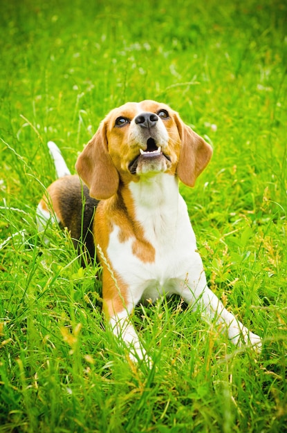 Beagle hond